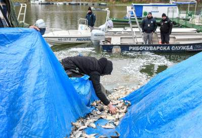 ПЕЦАРОШИ ТРЉАЈУ РУКЕ У Рибљи фонд богатији за више од 17 тона рибље млађи