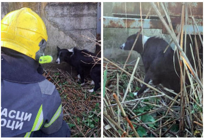 ПЛЕМЕНИТИ НОВОСАДСКИ ВАТРОГАСЦИ Спашен изнурен пас из атмосферског базена