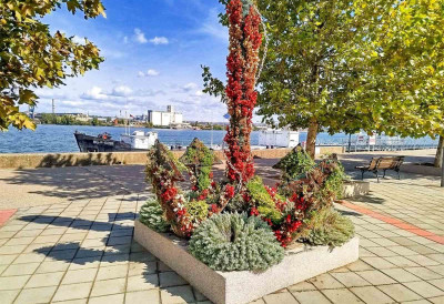 ОВО ЈЕ ЈЕДНА ОД НАУРЕЂЕНИЈИХ ОПШТИНА У СРБИЈИ Само ове године више од 30.000 нових цветних садница, у току и акција пошумљавања