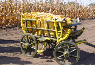 НОВОСАДСКА ПРОДУКТНА БЕРЗА Купци пажљиво бирају, промет умерен ЦЕНЕ КУКУРУЗА И СОЈЕ СЕ НЕ СМИРУЈУ