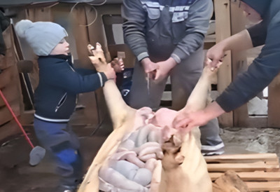 ХИТ ВИДЕО ИЗ ТАВАНКУТА! Овај дечак не бежи од мушког посла, свињокољ је за њега део традиције