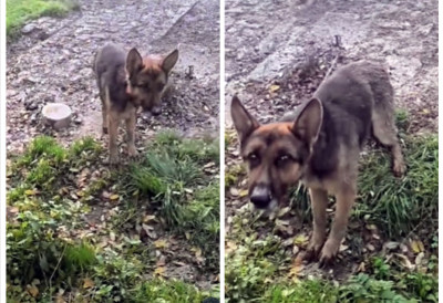 ПОТРЕСАН ПРИЗОР КОД БЕОГРАДА: Изгладнели пси ланцима везани, немачки овчари не личе на себе (ВИДЕО)