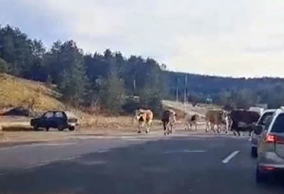 ШОК НА ЗЛАТИБОРУ: На магистралном путу стадо крава изазвало ЗАСТОЈ САОБРАЋАЈА