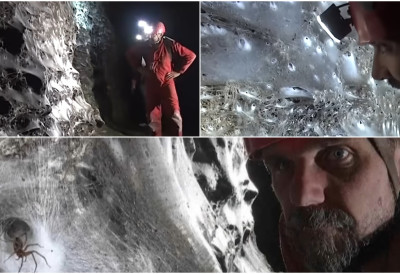 (ВИДЕО) НАУЧНИЦИ СУ ОТКРИЛИ ПРИЗОР КОЈИ НАДМАШУЈЕ МАШТУ Ово је највећа паукова мрежа на свету!