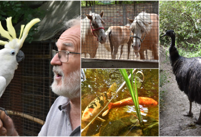 ДЕПОНИЈА ПОСТАЛА ОАЗА ПРИРОДЕ И УТОЧИШТЕ ЗА ЖИВОТИЊЕ Зоо-врт „Коки” већ 30 година не наплаћује улазнице!