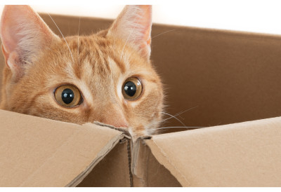 ПОСЛАЛА У ПАКЕТУ МАЧКУ, А ДА НИЈЕ ИМАЛА ПОЈМА Радници у пошти се шокирали када су чули мјаукање из кутије ПОЗВАЛИ И ПОЛИЦИЈУ