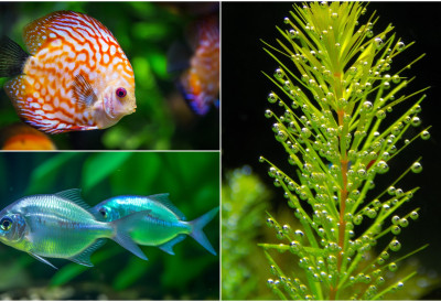 (ВИДЕО) РИБЕ НА ЈЕЛОВНИКУ, АЛИ И ОКО НОГУ ГОСТИЈУ Поплава донела невероватан преокрет – ресторан удвостручио приходе док је под метром воде!