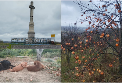 ШЕТЊА ЈЕСЕЊЕГ ТМУРНОГ ЈУТРА СА ПОГЛЕДОМ НА НОВИ САД Кад јапанска јабука роди на Фрушкој гори