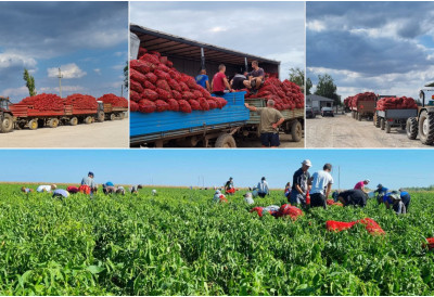 СРПСКА ПАПРИКА ИЗ ОВОГ ВОЈВОЂАНСКОГ МЕСТА ПРЕШИШАЛА ПО КВАЛИТЕТУ ОНЕ ИЗ ШПАНИЈЕ, ФРАНЦУСКЕ, АРГЕНТИНЕ! Родило као никад, повртари задовољно трљају руке (ФОТО)