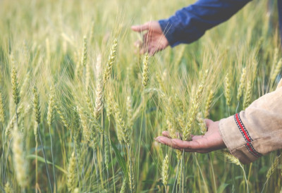 ЈЕЧАМ НА МАРСУ? Руски научници узгојили прве усеве на „марсовском“ тлу уз помоћ супербактерија