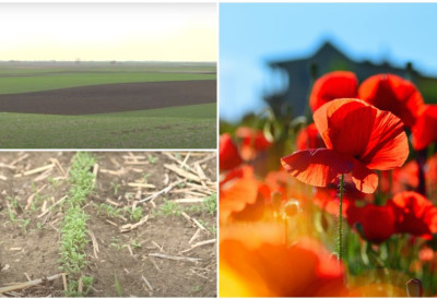 Некад се гајио скраја њиве АТАРИ НА СЕВЕРУ ВОЈВОДИНЕ СВЕ „ЦРВЕНИЈИ“ Последњих година МАК УБРЗАНО ПОТИСКУЈЕ КУКУРУЗ И СОЈУ, све чешће ПАРИРА И ПШЕНИЦИ