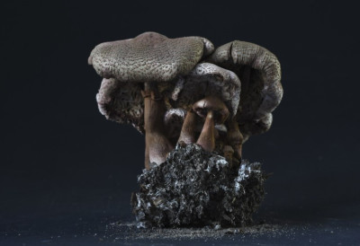 НЕВЕРОВАТНО! Црне печурке из ЧЕРНОБИЉА „једу“ радијацију, расту невероватном брзином и могу да штите АСТРОНАУТЕ