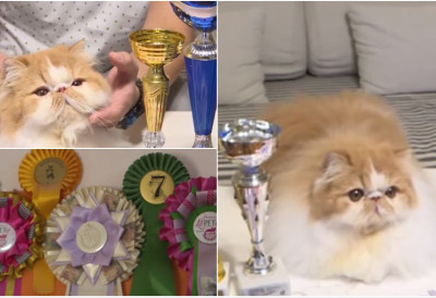 (ВИДЕО) Ганди је апсолутни шампион! НИШКИ ПЕРСИЈАНАЦ ПРОГЛАШЕН ЗА НАЈЛЕПШУ МАЧКУ НА СВЕТУ