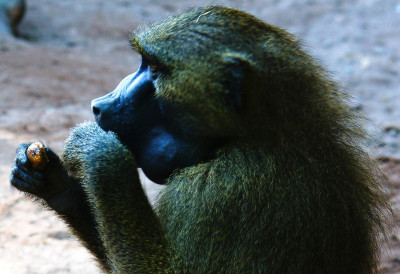 БИО ЈЕ АТРАКЦИЈА У КАФИЋУ Еутаназиран бабун Роберт којег су из забаве навукли на алкохол