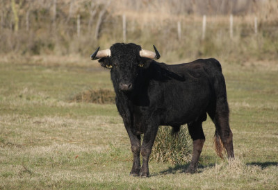АГРЕСИВНИ БИК ЛУТА СЕЛОМ! Напада и људе и животиње, НИКО НЕ МОЖЕ ДА ГА ЗАУСТАВИ