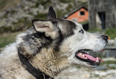МНОГЕ РАСЕ ПАСА СТАРИЈЕ НЕГО ШТО СЕ МИСЛИЛО Још су их древни људи узгајали, па чак и трговали доместикованим кучићима