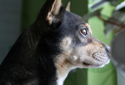 НАУКА ПОТВРДИЛА Ваш пас зна ко је лош човек — пре него што ви то схватите!