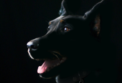 ПАС УКЉУЧИО ШПОРЕТ И ИЗАЗВАО ЕКСПЛОЗИЈУ Невероватан инцидент у Русији