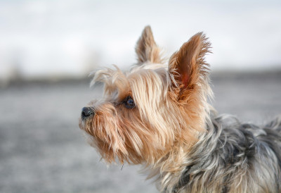 КАД СУНЦЕ НЕСТАНЕ, ПОЈАВЕ СЕ АЛЕРГИЈЕ Ево шта су узроци свраба код кућних љубимаца и како их се решити