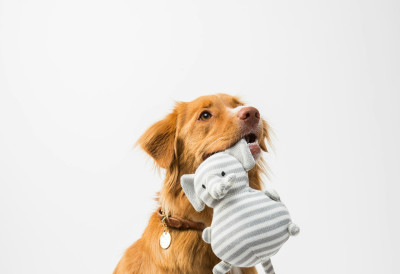 ВЛАСНИЦИ ПАСА БУДИТЕ НА ОПРЕЗУ Опасна болести шири се код љубимаца као куга! Почиње кашљем, а ово су други симптоми