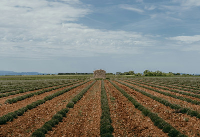 СРБИЈА РАМЕ УЗ РАМЕ СА ЈАПАНОМ, САД И АУСТРАЛИЈОМ Министарство пољопривреде спрема нови нацрт закона- Средства за заштиту биља мораће да прођу кроз стоге контроле