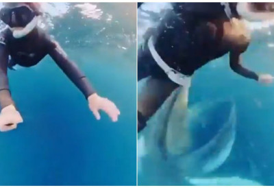 (ВИДЕО) УЗНЕМИРУЋИ САДРЖАЈ! ГРБАВИ КИТ УМАЛО ПРОГУТАО РОНИОЦА Из дубине се пијавио са разјапљеним устима! Камера све уснимила