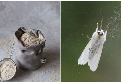 (ВИДЕО) МОЉЦИ ПРОНАЂЕНИ У БРАШНУ У СРБИЈИ Снимак згрозио све! Огласило се и Удружење потрошача Ефектива