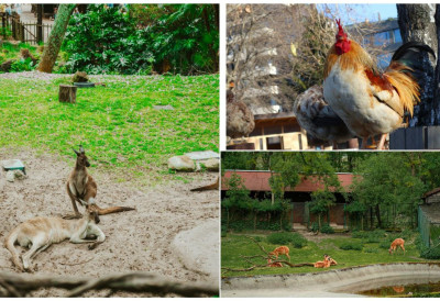 (ФОТО) ЗООЛОШКИ ВРТ У БЕОГРАДУ ДОБИО НОВОГ СТАНОВНИКА Стално се смејер, не одваја од мајке, а кад порасте имаће један од НАЈЈАЧИХ уједа у животињском царству