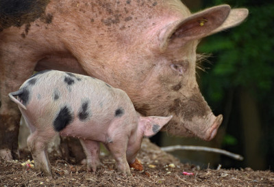 ЗАУСТАВЉЕН ТРЕНД ШИРЕЊА АФРИЧКЕ КУГЕ СВИЊА Од 20. октобра без нових случајева