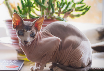 ХОЛАНДИЈА ЗАБРАЊУЈЕ „ЕГЗОТИЧНЕ“ МАЧКЕ: Од 2026. забрањено држање мачака без длаке и оних савијених ушију