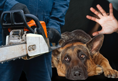 ИЗМАСАКРИРАО ПСА МОТОРНОМ ТЕСТЕРОМ ПА ПРЕТУКАО СУПРУГУ! Незапамћено насиље у Банатској Тополи, мештани шокирани