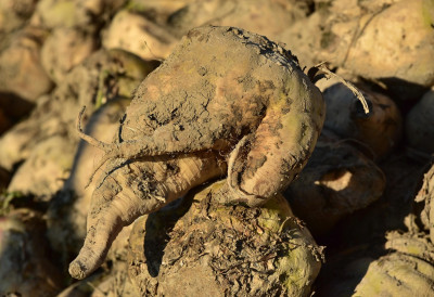 ПРОИЗВОДЊА ШЕЋЕРНЕ РЕПЕ У СРБИЈИ ЗА ДЕКАДУ ПАЛА 16,8 ОДСТО Боље подноси сушу од соје и кукуруза, у наредној години се очекује заустављање смањења
