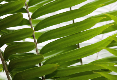 ОВО ПИЋЕ ЗАМИЈА ОБОЖАВА Залијте је и гледајте како буја и привлачи вам НОВАЦ у кућу