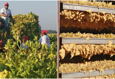 У УЗГОЈУ ДУВАНА ДОБАР УЧИНАК КОМПАНИЈЕ ЈТИ СА 395 ФАРМЕРА Вирџинија се одомаћила у Срему и Мачви