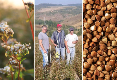 ОВА ПСЕУДОЖИТАРИЦА ЈЕ СВЕ ПОПУЛАРНИЈА У СРБИЈИ, А ПРОИЗВОДЊА ЈОЈ ЈЕ СВЕ ВЕЋА Хељда с наших поља добра  за хлеб, пециво, гибаницу, питу