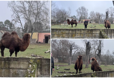 (ВИДЕО, ФОТО) ДИРЕКТОРКА ДЕМАНТОВАЛА НАВОДЕ О ЗАНЕМАРИВАЊУ ЖИВОТИЊА У ПАЛИЋКОМ ЗООЛОШКОМ ВРТУ Мандић: "Позивам грађан да дођу и сами се увере" ОВЕ ГОДИНЕ РОЂЕНО 60 ЈЕДИНКИ