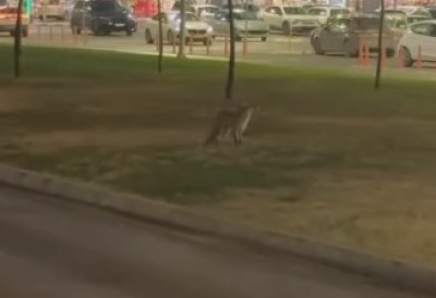 (ВИДЕО) ЛИСИЦА ШЕТА ПОРЕД ТЦ БИГ! Снимак који је запалио Нови Сад: ДА ЛИ БИСТЕ СЕ УПЛАШИЛИ ЛИЈЕ?