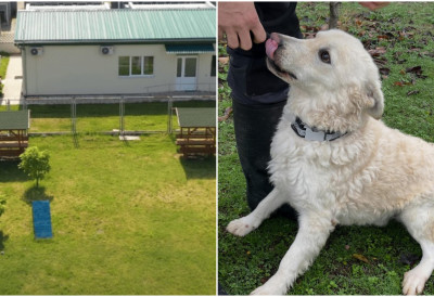 СРЕЋАН КРАЈ ДОБИЛА 251 ПРИЧА Нови Сад показује да љубав према псима расте ОБОРЕН РЕКОРД У УДОМЉАВАЊУ