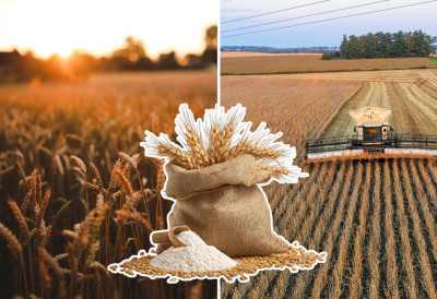 ХОЋЕМО ЛИ ОВЕ ГОДИНЕ ИМАТИ ДОВОЉНО ХЛЕБНОГ БРАШНА: Сертификованог семена било тек на 350.000 хектара, а ово су процене "Жита Србије"