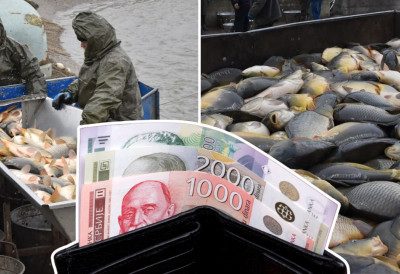 СПРЕМНО 600 ТОНА РИБЕ ЗА СВЕТОГ НИКОЛУ! Најтраженији шаран из Сутјеске, а ови су цене и целокупна понуда