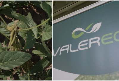 ИНСТИТУТ ЗА РАТАРСТВО И ПОВРТАРСТВО ДЕО ЈЕ МЕЂУНАРОДНОГ „ВАЛЕРЕКО” ПРОЈЕКТА Легуминозе хране и земљу и људе