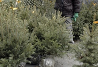 НОВОГОДИШЊЕ ЈЕЛКЕ СА БУСЕНОМ НА ВИШЕ ЛОКАЦИЈА У ГРАДУ Ево где их можете купити и по којој цени