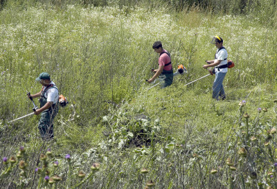 РАТ ПРОТИВ АМБРОЗИЈЕ У СРЕМСКИМ КАРЛОВЦИМА Превентивна офанзива на коров креће већ у мају