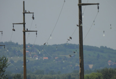 ДЗППС И ЕЛЕКТРОДИСТРИБУЦИЈА СРБИЈЕ У ЕВРОПСКОМ ПРОЈЕКТУ Дунав безбеднији за птице у сеоби