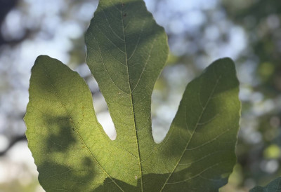 (ФОТО) РАСТЕ У НАШЕМ ОКРУЖЕЊУ И ПРАВИ ЈЕ ЛЕК ЗА ДИЈАБЕТИЧАРЕ Плод укусан, а лишће још здравије