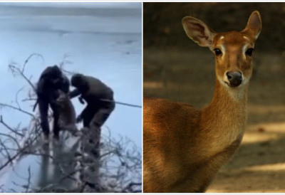 (ВИДЕО) Ломили ашовима лед УПЛАШЕНА СРНА БЕЖАЛА ОД ВУКОВА ПА УПАЛА У ЈЕЗЕРО А онда су улетели ОНИ Погледајте СПЕКТАКУЛАРНУ АКЦИЈУ ВАТРОГАСАЦА-СПАСИЛАЦА на Жабљаку