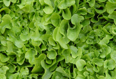 КУПЦИ У СТРАХУ На зеленој салати откривена непозната материја СТРУЧЊАЦИ ДАЛИ ОБЈАШЊЕЊЕ