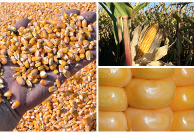 ПЕЛЕТ ОДЛАЗИ У ПРОШЛОСТ СТИГЛА КОНКУРЕНЦИЈА? Ова јестива биљка постаје јефтина алтернатива