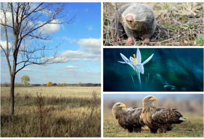 (ФОТО) Повратак природе из „пепела” ораница „ДНЕВНИК” У ПОСЕТИ ПРЕДЕЛУ ИЗУЗЕТНИХ ОДЛИКА „СУБОТИЧКА ПЕШЧАРА”
