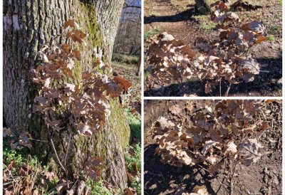 АПЕЛ ”СРБИЈАШУМА” ПРЕД БОЖИЋ: Не уништавајмо младе храстове - чувајмо шуме и традицију